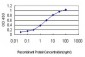RAB8A Antibody (monoclonal) (M02)